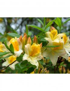azalia wielkokwiatowa 'Toucan'