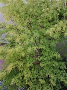 Acer-palmatum-Seiryu