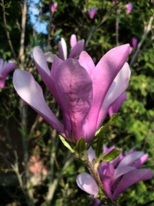 magnolia 'Susan'