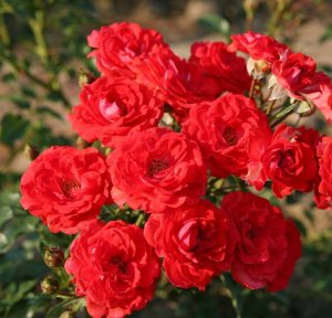 róża miniaturowa 'Zwergenfee 09'