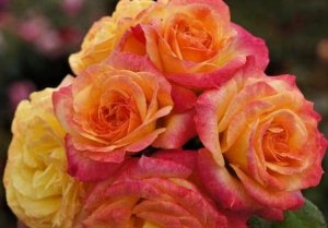 róża rabatowa 'Gartenspass' 
