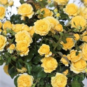 róża rabatowa 'Inka'