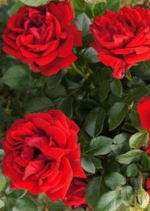 róża rabatowa 'Jugendliebe'