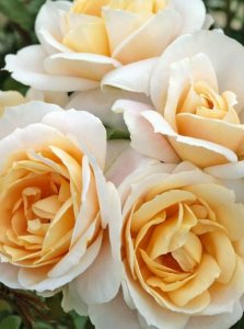róża rabatowa 'Lions-Rose'