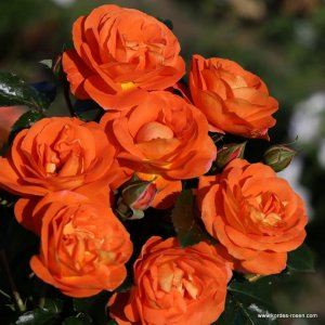 róża rabatowa 'Mango'