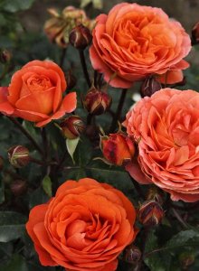 róża rabatowa 'Phoenix'