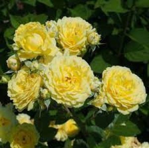 róża rabatowa 'Solero'