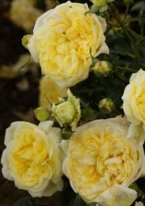 róża rabatowa 'Solero'