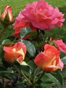 róża rabatowa 'Sommersonne'