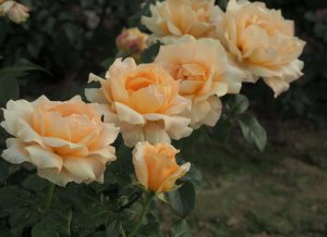 róża wielkokwiatowa 'Casanova'