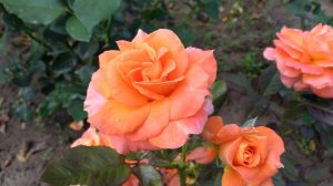 róża wielkokwiatowa 'Danica'