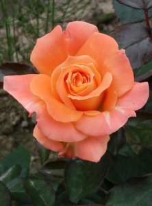 róża wielkokwiatowa 'Danica'