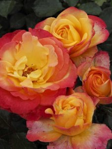 róża wielkokwiatowa 'Flaming star'