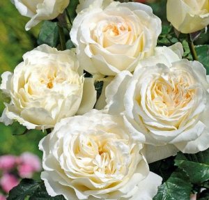 róża wielkokwiatowa 'Irina'