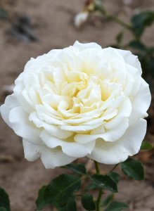 róża wielkokwiatowa 'Irina'