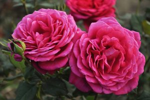 róża wielkokwiatowa 'J. W. Von Goethe'