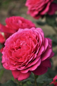 róża wielkokwiatowa 'J. W. Von Goethe'