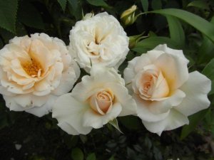 róża wielkokwiatowa 'La Perla'