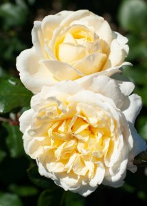 róża wielkokwiatowa 'La Perla'