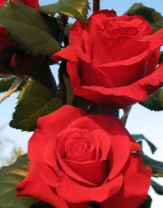 róża wielkokwiatowa 'Red Berlin'