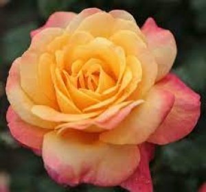 róża wielkokwiatowa 'Speelwark'