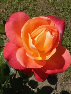 róża wielkokwiatowa 'Speelwark'