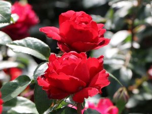 róża wielkokwiatowa 'Tiamo'