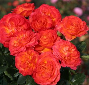 róża wielkokwiatowa 'Vulcano'