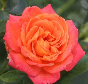 róża wielkokwiatowa 'Vulcano'