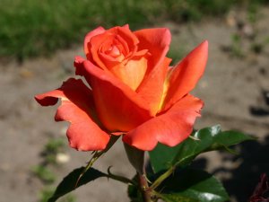 Róża wielkokwiatowa MONICA