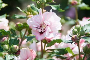 hibiskus ogrodowy